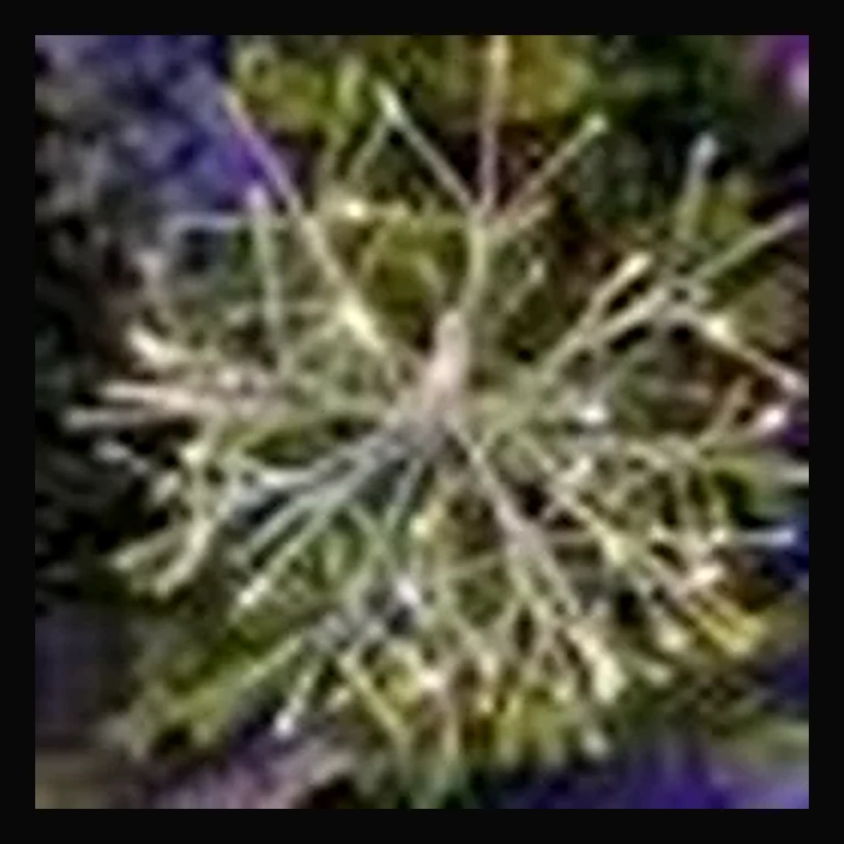 LED 24" Light Burst Ball - Twinkle Lights — Warm